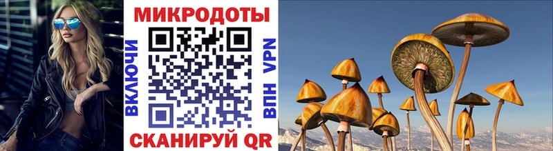 закладки  Сочи  Галлюциногенные грибы Cubensis 